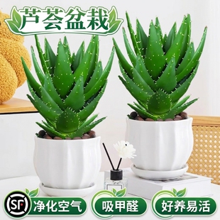 芦荟大盆栽植物室内多肉绿植物吸甲醛四季好养花卉仙人掌阳台客厅