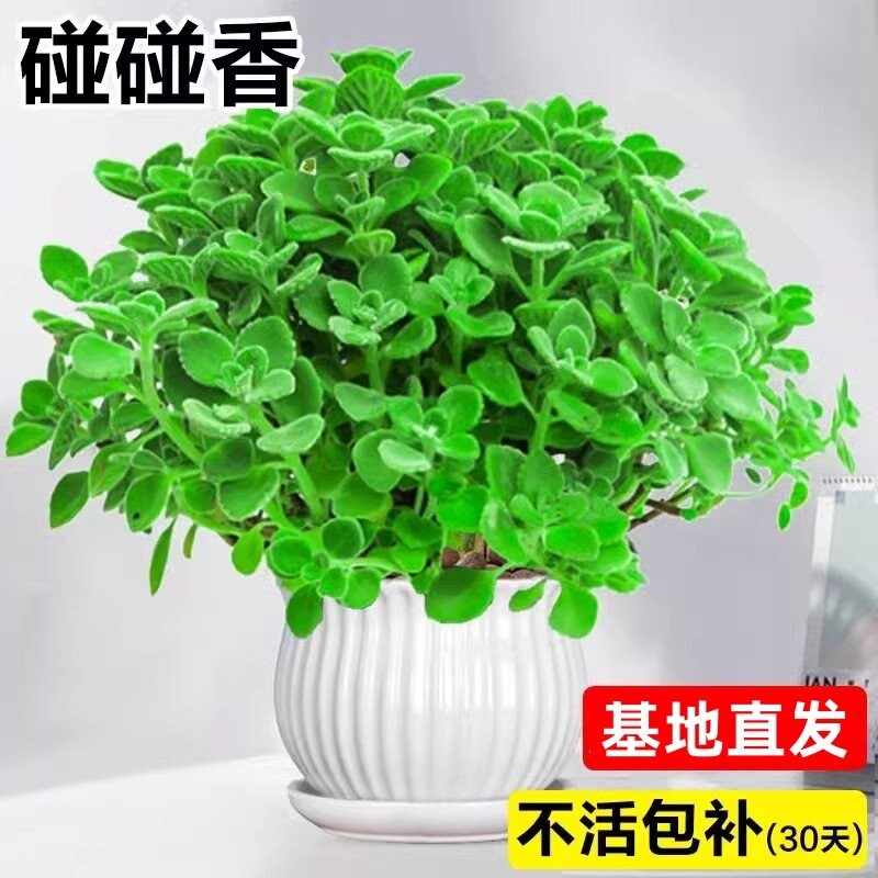 碰碰香盆栽室内多肉植物薄荷驱蚊草花卉净化空气绿植一抹香客厅