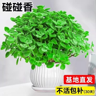 碰碰香盆栽室内多肉植物薄荷驱蚊草花卉净化空气绿植一抹香客厅