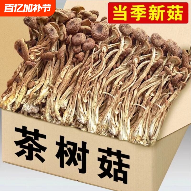 古田农家茶树菇不开伞2024新鲜干货茶树菇干货500g香菇蘑菇煲汤