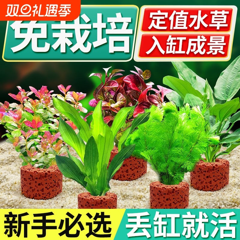 火山石水草植物鱼缸造景真草水培蜈蚣草水榕阴性绿菊净化水质套餐