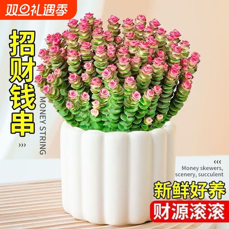 招财彩色钱串锦多肉植物室内新手好养红心钱串子稀有品种盆栽花卉
