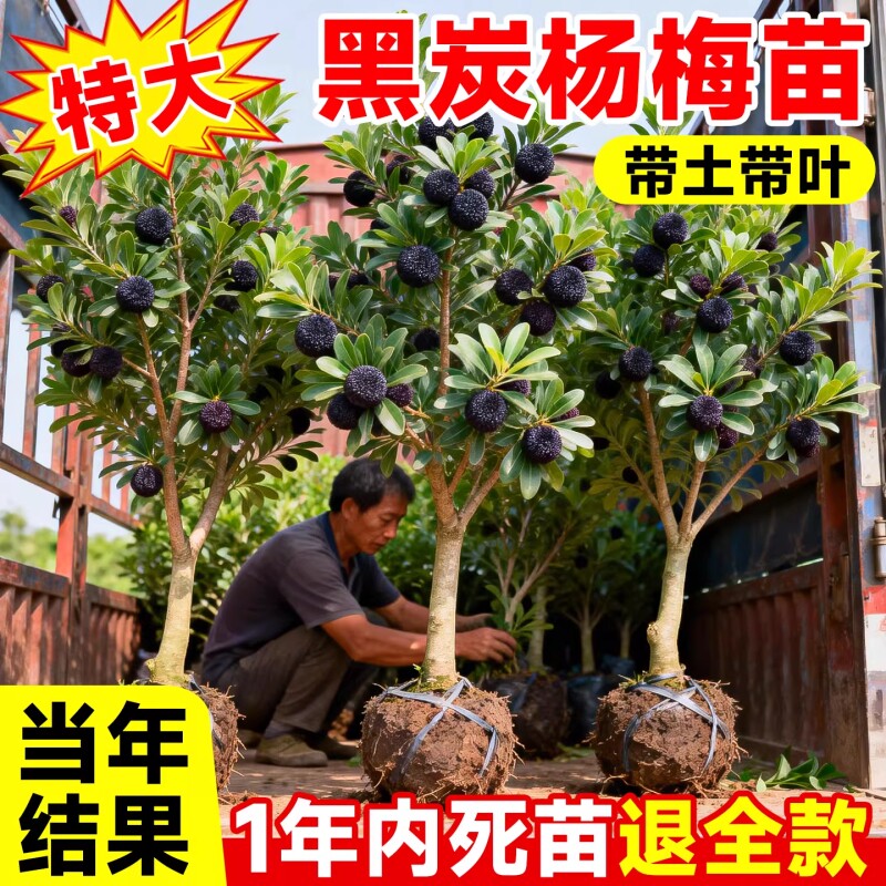 东魁特大杨梅树正宗嫁接仙居杨梅苗树苗早熟当年结果南北方果树苗