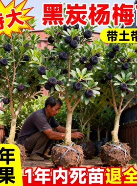 东魁特大杨梅树正宗嫁接仙居杨梅苗树苗当年结果果树苗种植老桩