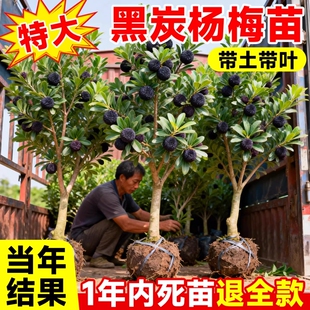 东魁特大杨梅树正宗嫁接仙居杨梅苗树苗早熟当年结果南北方果树苗