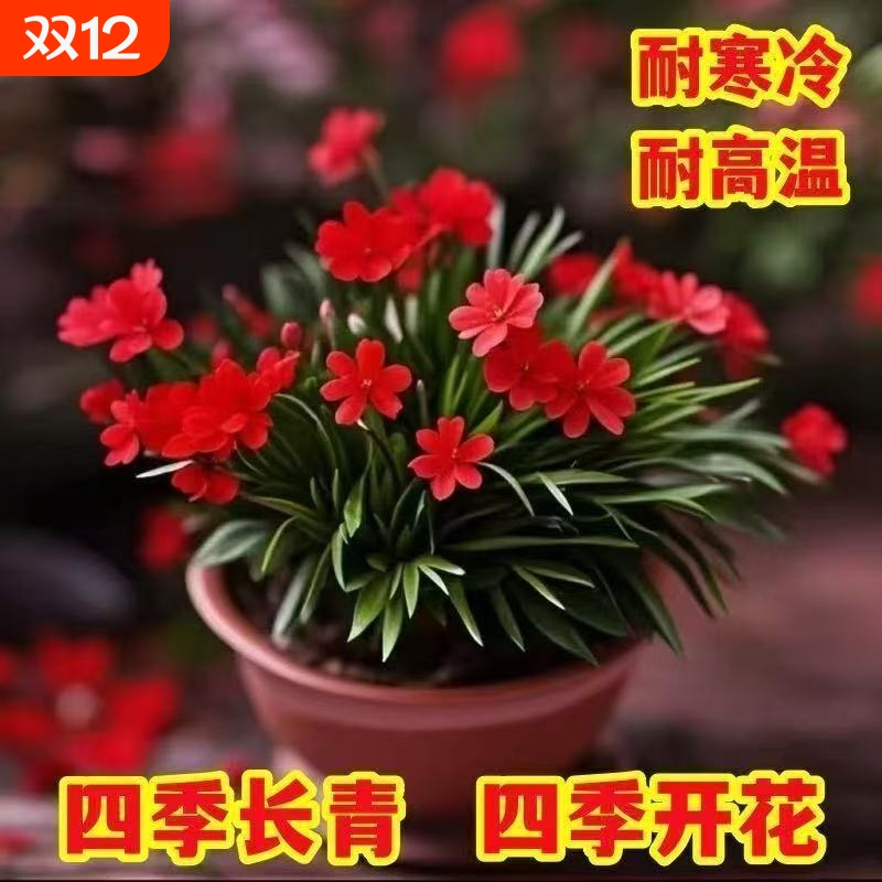 浓香型姬蒲草盆栽好养室内外四季花卉种植净化空气庭院好养易开花