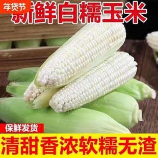 广西新鲜采摘白糯牛奶玉米5-9斤当季现摘嫩苞谷代餐甜糯玉米棒子
