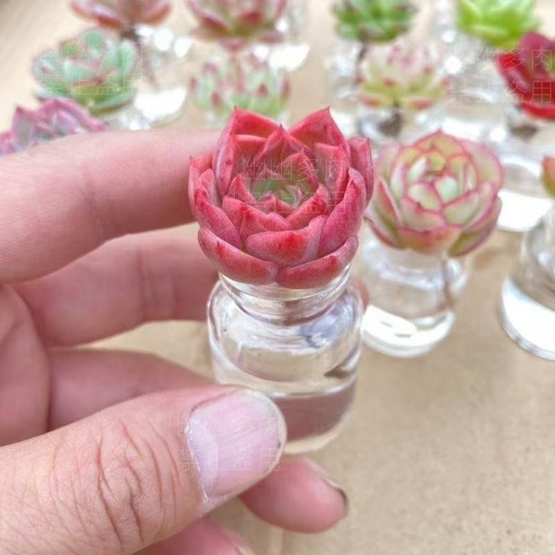 超萌迷你水培多肉植物盆栽无土多肉新手套餐办公室桌面懒人花卉