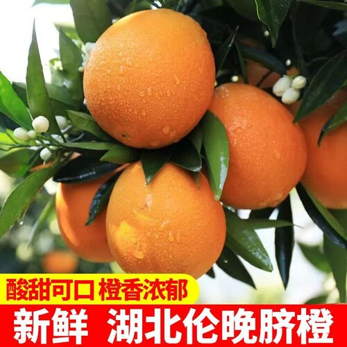 正宗伦晚脐橙橙子秭归手剥新鲜皮薄多汁现摘无籽孕妇当季水果新鲜