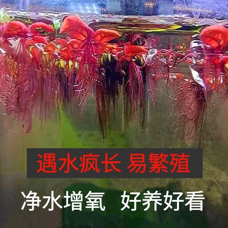 红毛丹浮萍水草养龟水培植物池塘龟缸鱼缸造景养殖净化水质淡水草