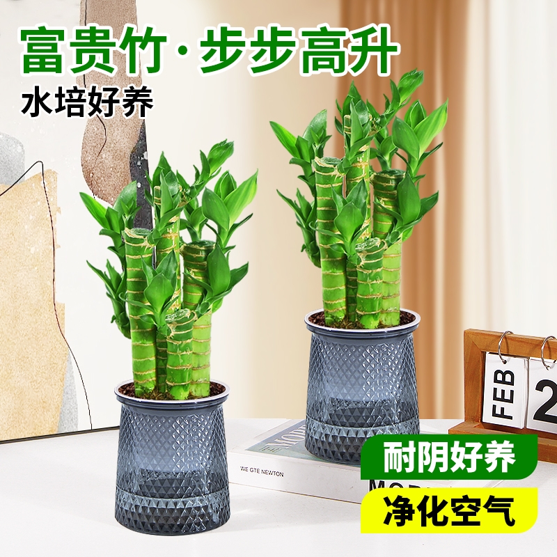 富贵竹盆栽竹步步高办公室内水培植物四季好养易活桌面绿植客厅