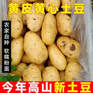 正宗贵州黄心粉面土豆黄土高原黄心大土豆马铃薯新鲜蔬菜