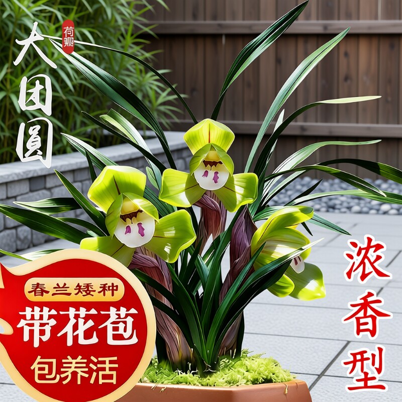 春兰带花苞名贵兰花苗矮种好养室内花卉绿植盆栽大富贵客厅阳台