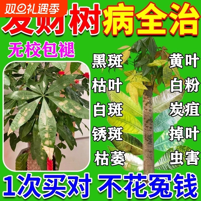发财树专用营养液促生根黄叶枯叶烂根专用药杀菌剂L土壤康灵发芽