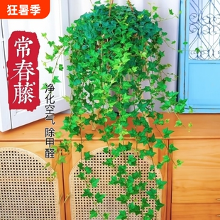 常春藤垂吊吊兰盆栽苗绿植植物爬藤四季常青室内阳台好养活除甲醛