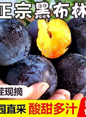 黑布林水果李子正宗新鲜应季现摘酸甜脆李黑宝石黄肉李子整箱包邮