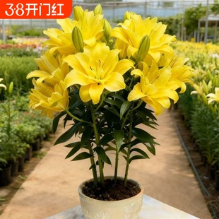 新品进口矮化多头重瓣浓香香水百合种球盆栽阳台耐寒