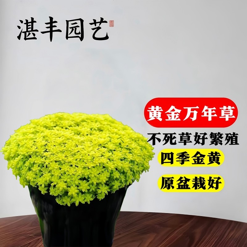 黄金万年草佛甲趣味多肉植物室外内耐寒好养花卉盆栽铺面种植阳台