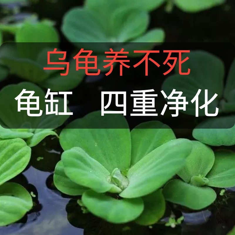 乌龟专用缸造景浮萍水草房子养龟龙眼叶装饰生态缸晒台爬坡植物