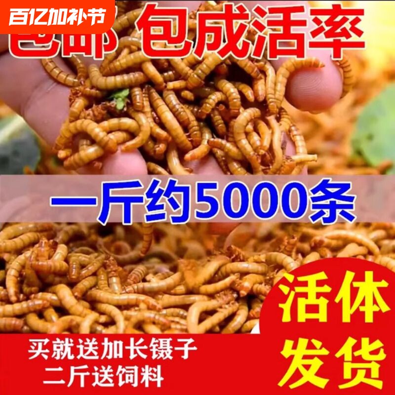 面包虫活体 黄粉虫活虫 鹦鹉鱼 金龙鱼 乌龟 画眉鸟石蛙饲料包邮