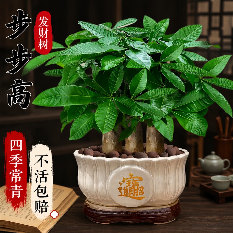 发财树小盆栽步步高|千人加购图片