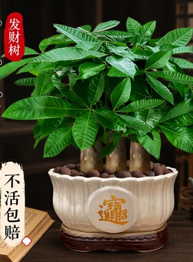 发财树小盆栽步步高|千人加购