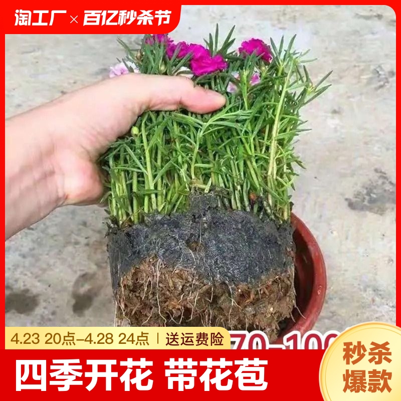 重瓣太阳花苗宿根植物绿植花卉盆栽四季开花带花苞客厅阳台庭院