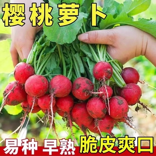 樱桃水果萝卜种子四季播种高产脆甜阳台盆栽庭院蔬菜种籽小红萝卜
