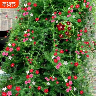 阳台花种子五星花五角星四季羽叶茑萝绿植室内爬藤盆栽攀藤花种子