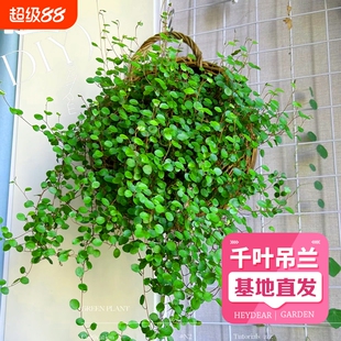 千叶吊兰 盆栽鲜活观叶植物烘焙糕点装饰蛋糕点缀绿植水培千叶兰