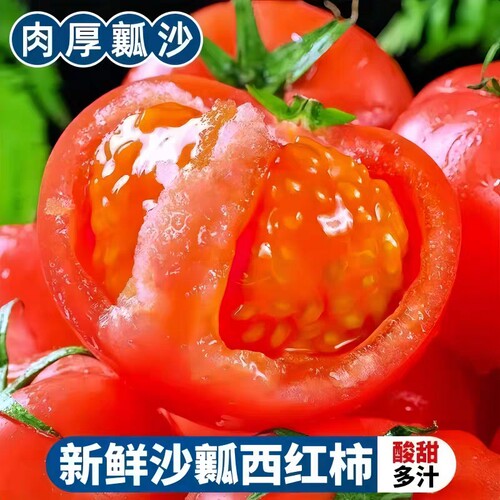 云南新鲜西红柿大番茄自然现摘沙瓤生吃番茄水果产地直发柿子鲜果