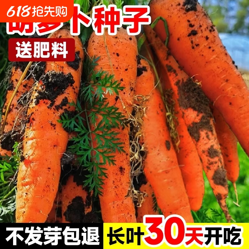胡萝卜种子四季老品种水果萝卜种籽蔬菜大全红萝卜白萝卜种植耐热