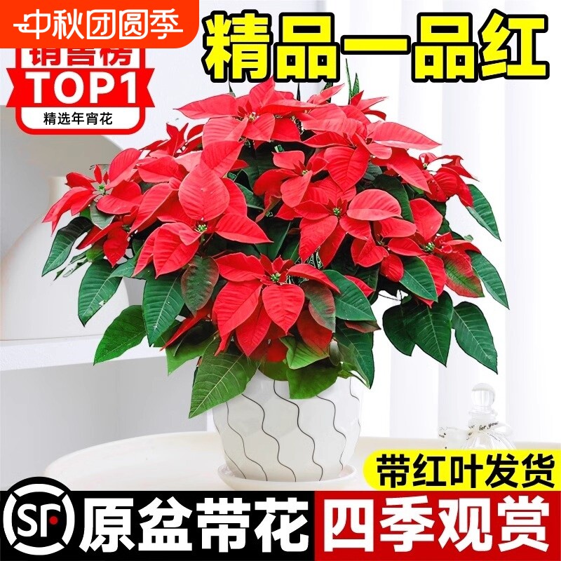 一品红盆栽年宵花室内客厅办公室桌面观赏花卉四季开花好养绿植物图片