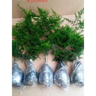 文竹四季 常青 阳台庭院包活好养发财树绿萝室内绿植花卉盆栽四季