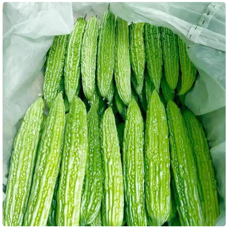 山东本地绿苦瓜新鲜农家自种珍珠蔬菜湘菜馆饭店食材凉瓜现摘当季