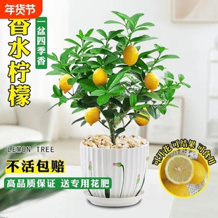 香水柠檬树大苗室内客厅阳台绿植物冬季冬天耐寒植物年宵花卉好养
