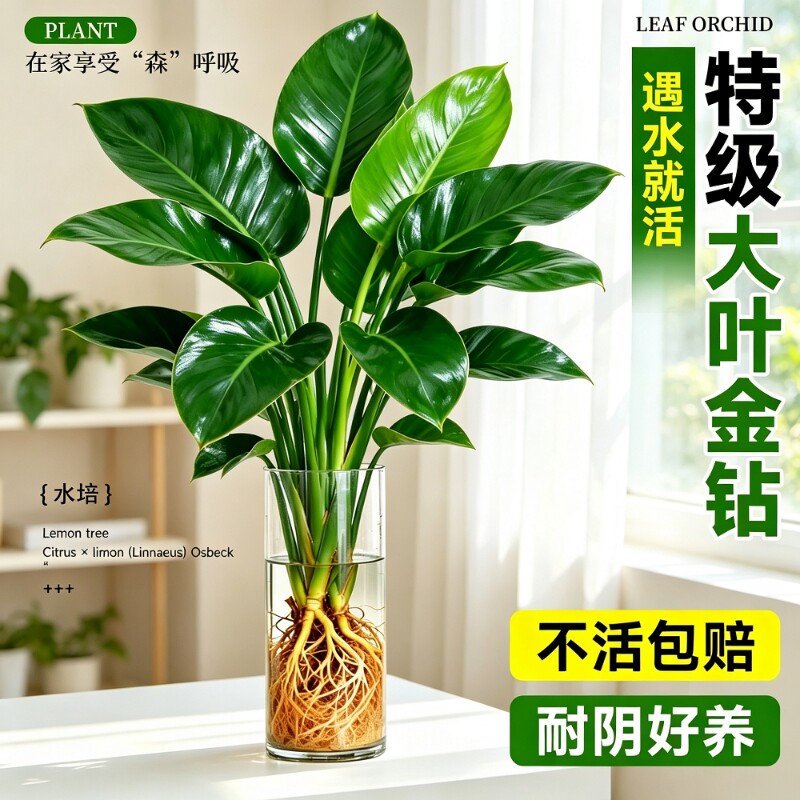 大叶金钻绿萝水培带苞易养图片