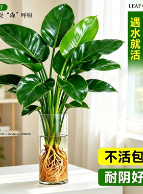 大叶金钻绿萝水培带苞易养