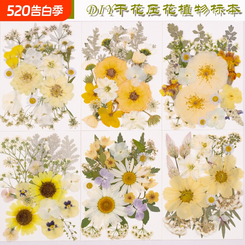 干花压花diy押花真花压花真树叶标本滴胶书签手机壳贴脸花真花