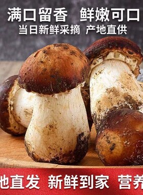 姬松茸2025新鲜食用菌菇5斤刺身赤松茸煲汤火锅炒菜山珍 顺丰包邮