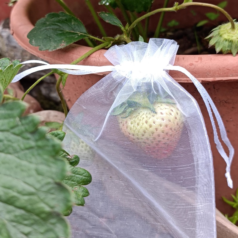 Fruit bagging, fruit mesh bag, tomato, grape, fig, strawberry, insect-proof, bird-proof protective bag, breathable net cover, small