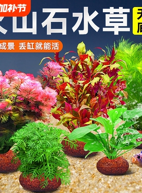火山石水草植物鱼缸造景真草水培蜈蚣草水榕阴性绿菊净化水质套餐