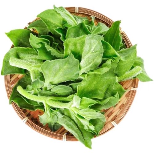 山东冰草新鲜冰菜食用凉拌火锅生吃蔬菜沙拉食材水晶冰菜新鲜包邮