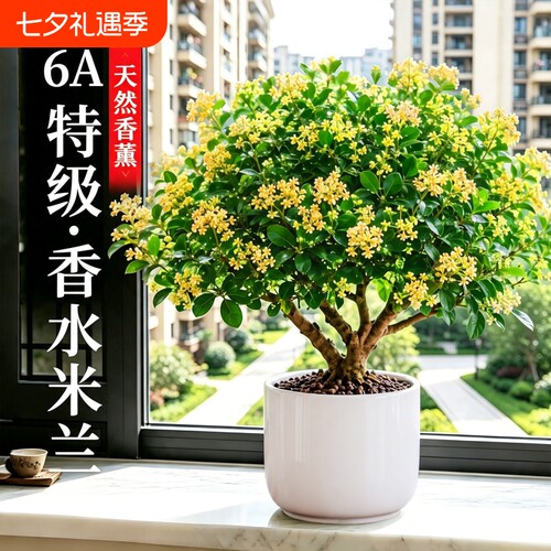 香水米兰花盆栽带花苞浓香驱蚊