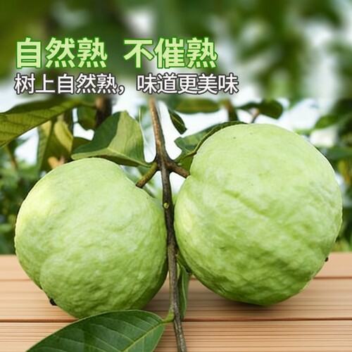广东脆口珍珠白心芭乐新鲜现摘现发番石榴脆甜爽脆清甜新鲜水果