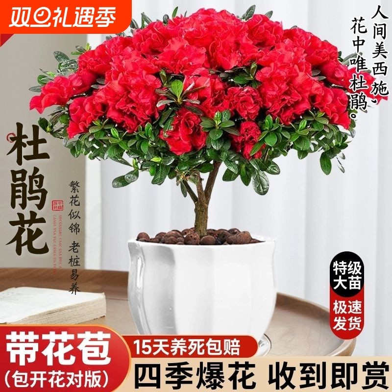 杜鹃花盆栽花卉植物室内苞老桩鲜花好养易活绿植开花带花摆放清香