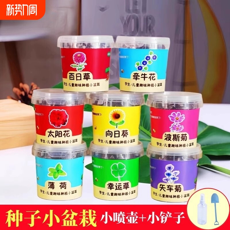 学生儿童种植小盆栽向日葵实验种子观察盒益智四季易活花种子套装