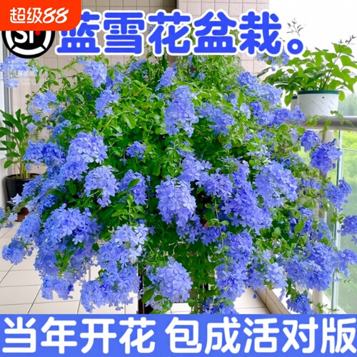 蓝雪花盆栽花卉大苗绿植适合阳台长好养的鲜花带花庭院花期开花