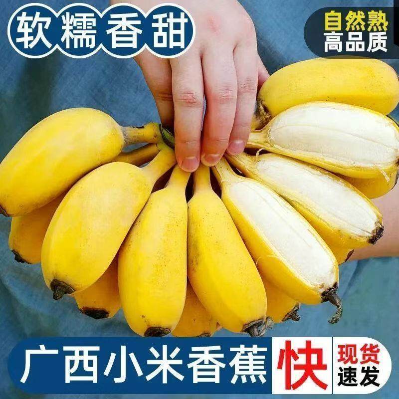 现摘广西小米蕉香蕉当季新鲜水果自然熟苹果蕉皇帝蕉粉蕉,水产肉类/新鲜蔬果/熟食,香蕉,淘宝优惠券,粉丝福利购,淘宝优惠卷