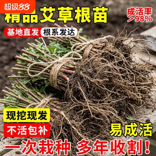 新鲜艾草苗艾草根盆栽整棵带杆四季栽种驱蚊艾蒿绿植物泡澡大艾叶